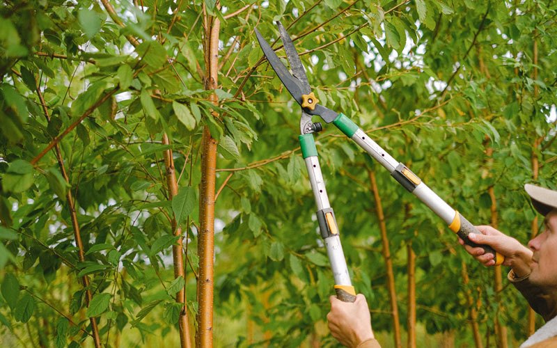 Tree trimming in Blue River, WI