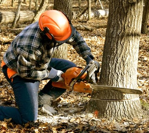 Tree Removal in Blue River, WI